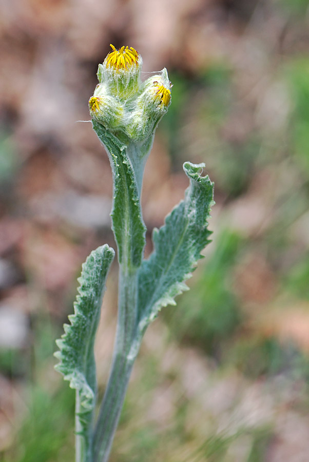 Tephroseris longifolia  ssp. gaudinii